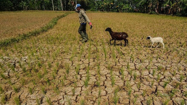 Menghadapi Tantangan Kekeringan: Langkah-Langkah Pemerintah Indonesia