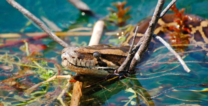 Ular Piton Hibrida di Everglades Florida: Ancaman Invasif dari Persilangan Spesies