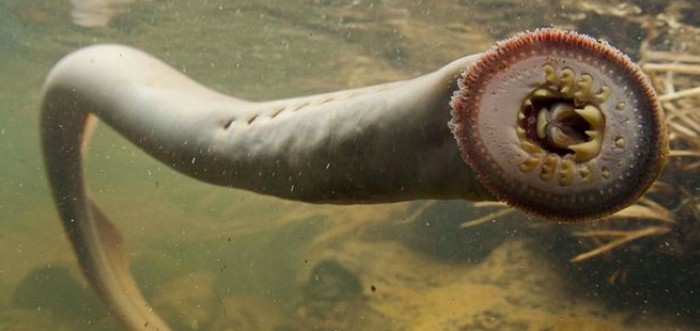 Penemuan Fosil Lamprey Raksasa Ungkap Sejarah Predator Parasit di Lautan