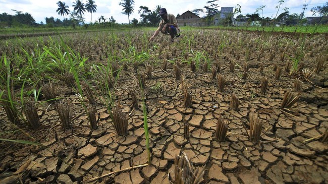 Dampak Buruk Kombinasi Fenomena El Nino dan IOD di Indonesia