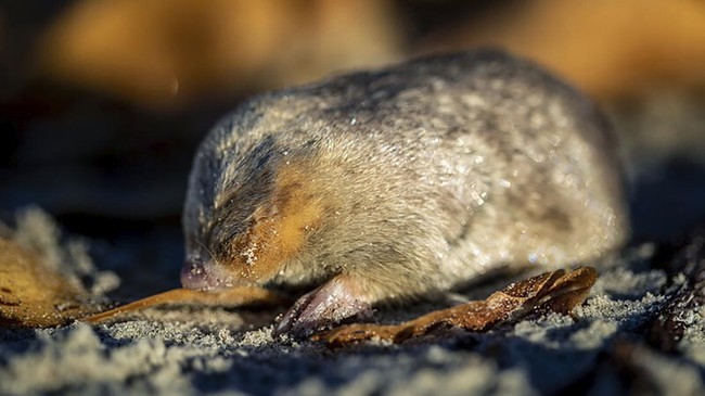 Tikus Berbulu Emas Ditemukan Kembali setelah 80 Tahun, Sebelumnya Diperkirakan Punah